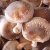 생표고버섯(참나무톱밥) 특품(2kg)