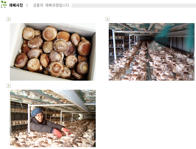 표고버섯 상세페이지(재배사진)